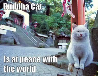 Cat funny photo: funny cats buddha_cat_copy1.jpg