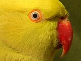 th_Ringneckcloseup200x150_zps181d868d.jpg