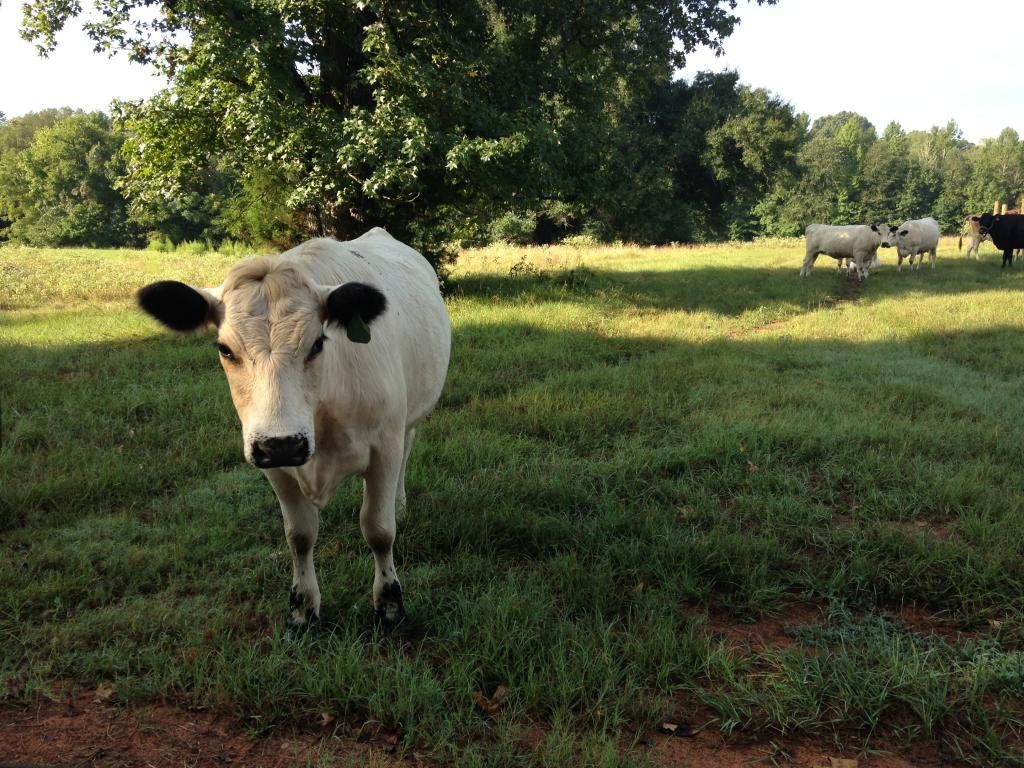 Who are you feeding out for freezer camp? - Cattle