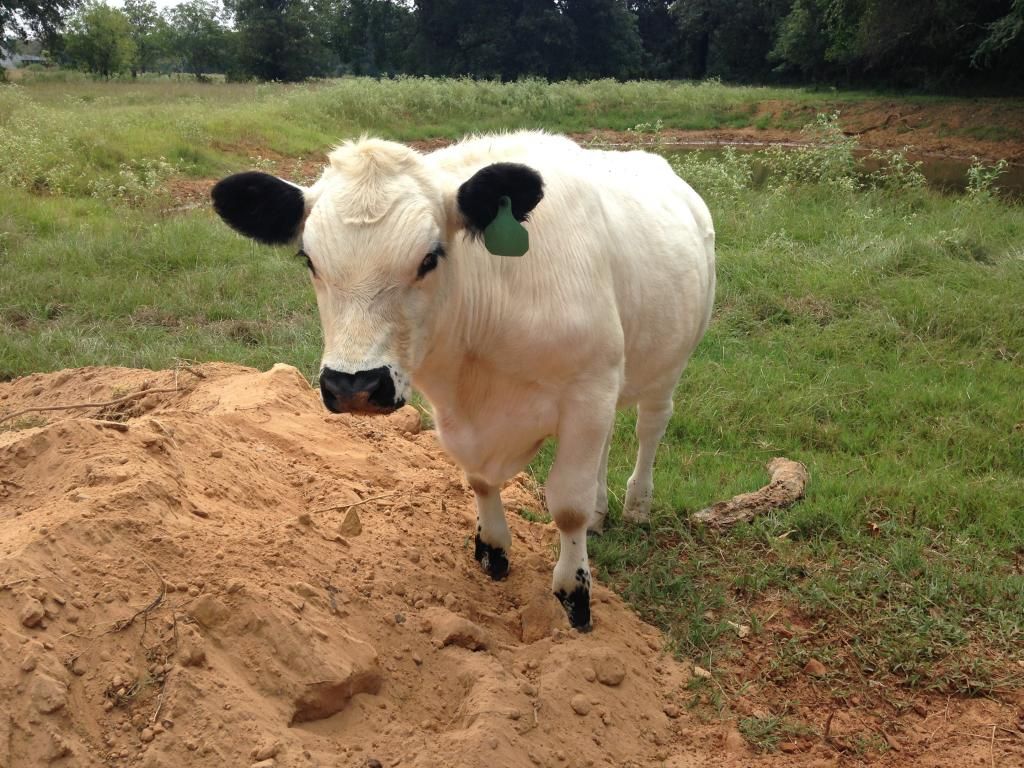 Who are you feeding out for freezer camp? - Cattle