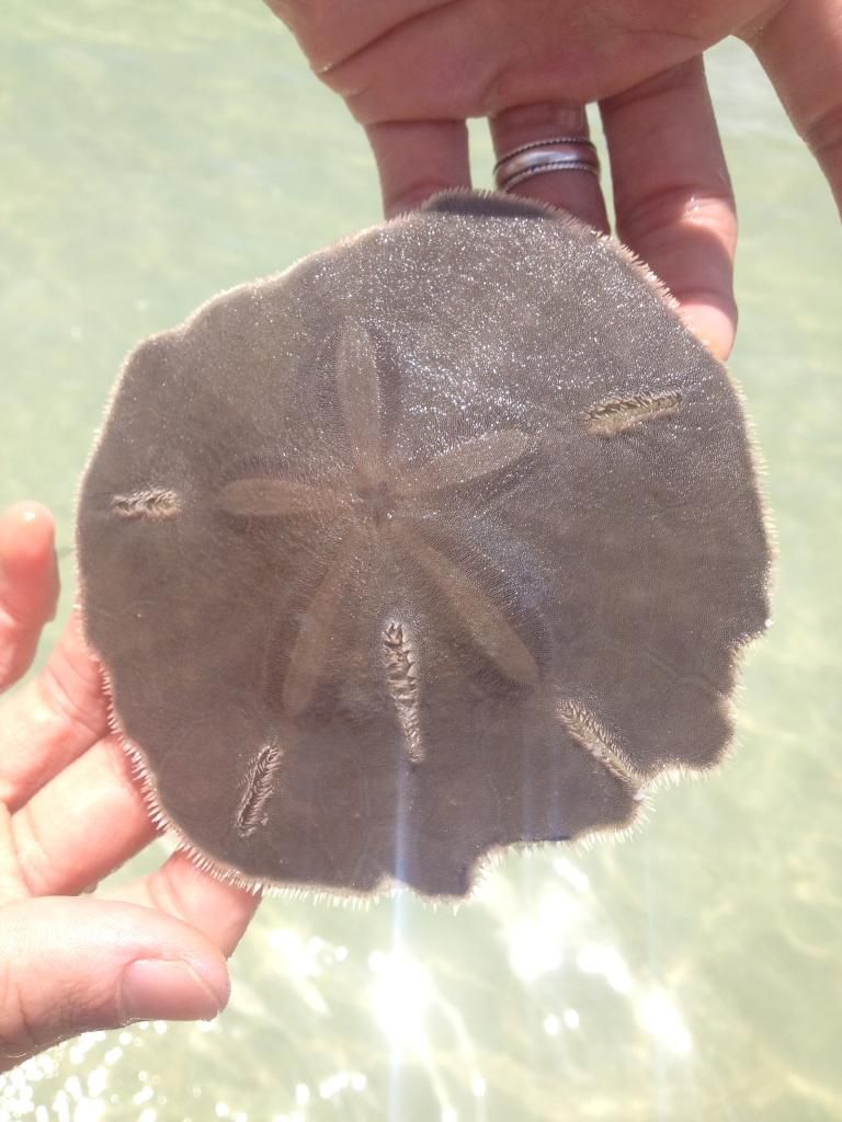 Live sand dollar at Maderia Beach Live sand dollar at Maderia Beach