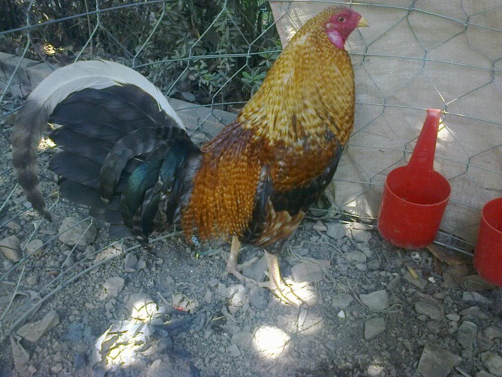 Bán gà cựa giá tốt