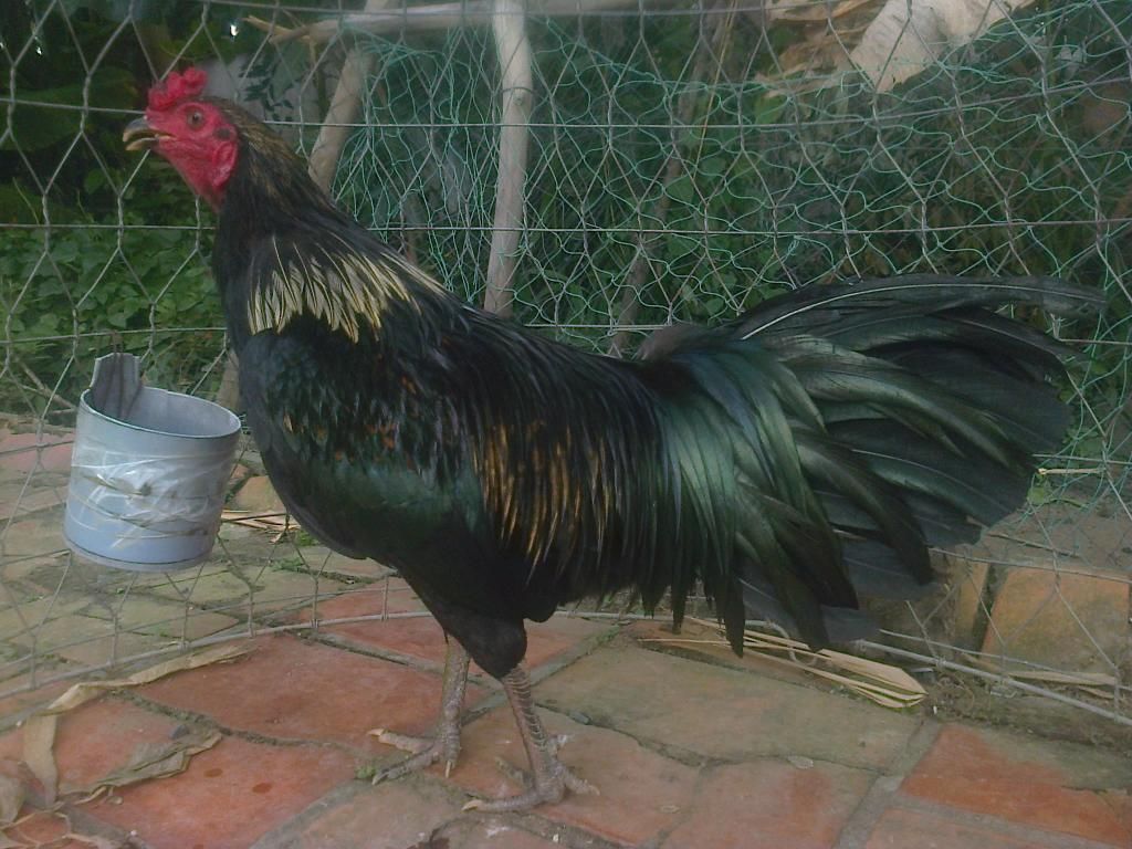 Bán gà cựa giá tốt - 3