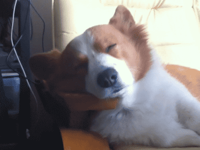  photo Dog-Waking-Up_zpswujqdn8k.gif