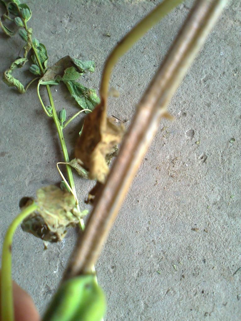 BỆNH EM CHƯA BIẾT VỀ CÂY MÈ ĐEN?