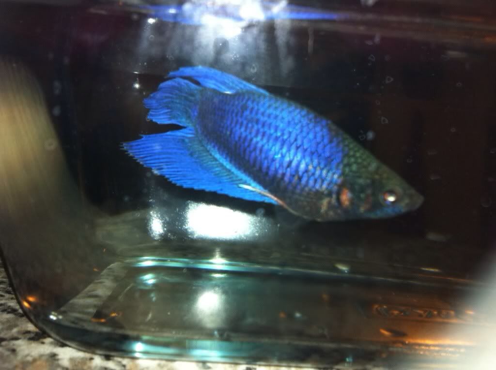 Red gills betta fish forum